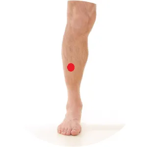 Magen 38 liegt in der äußeren Schienbeinmuskulatur genau mittig des Unterschenkels.