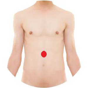 In der Mitte der Strecke zwischen dem Rippenwinkel und dem Bauchnabel liegt Ren 12.