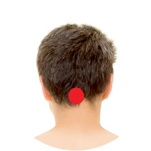 Am Übergang des Schädels und der Wirbelsäule liegt Du Mai 16.