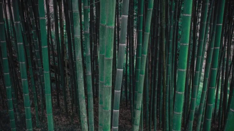 Bei Migräne können sich die Gefäße am Kopf wie Bambus anfühlen, so sehr unter Spannung stehen sie.