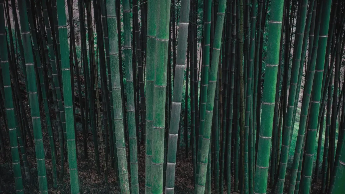 Bei Migräne können sich die Gefäße am Kopf wie Bambus anfühlen, so sehr unter Spannung stehen sie.