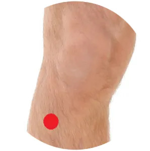 Magen 36 liegt in der Schienbeinmuskulatur unterhalb des Kniegelenks.