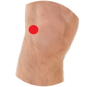 Magen 35 liegt direkt an den Knieaugen.