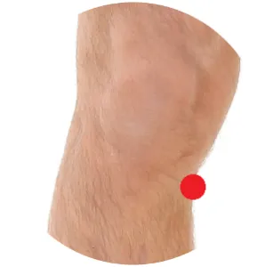 Milz 9 liegt unterhalb des Kniegelenks an der Unterschenkelinnenseite.