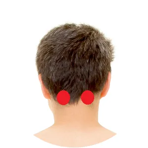 Gallenblase 20 liegt am Übergang des Schädels zum Nacken.