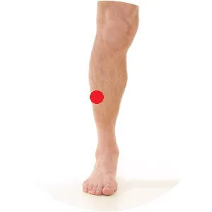 Magen 40 liegt in der äußeren Schienbeinmuskulatur genau mittig des Unterschenkels.