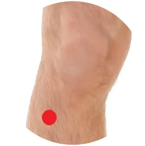 Magen 36 liegt in der Schienbeinmuskulatur unterhalb des Kniegelenks.