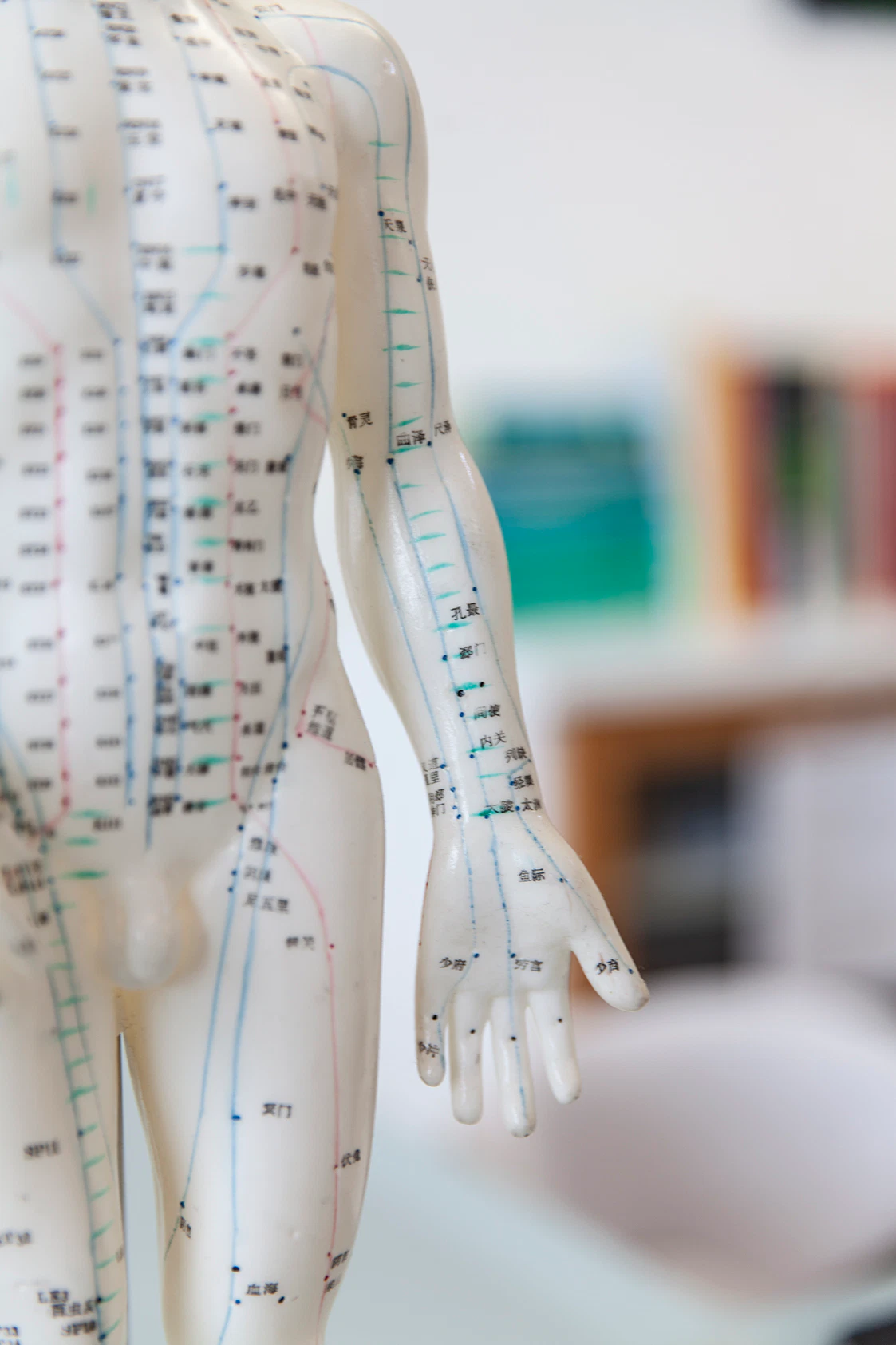 Der Rumpf einer Akupunkturfigur mit Akupunkturpunkten und Leitbahnen.