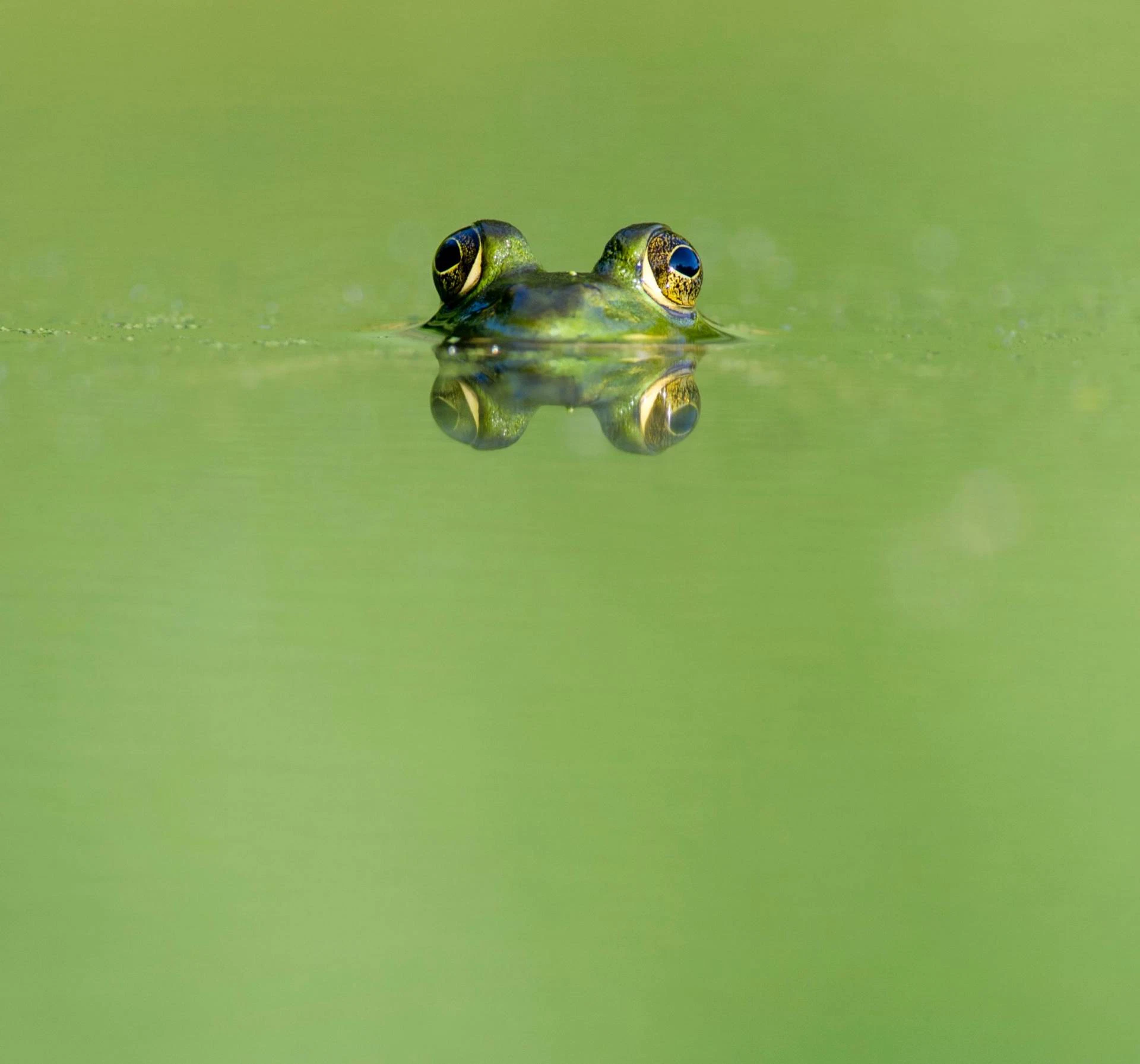 Ein Frosch schaut vorsichtig aus dem Wasser heraus.